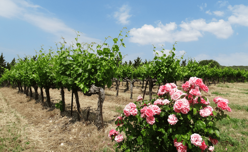 Les Vignerons du Roy René conversion raisonnée Bleu Tomate le mag