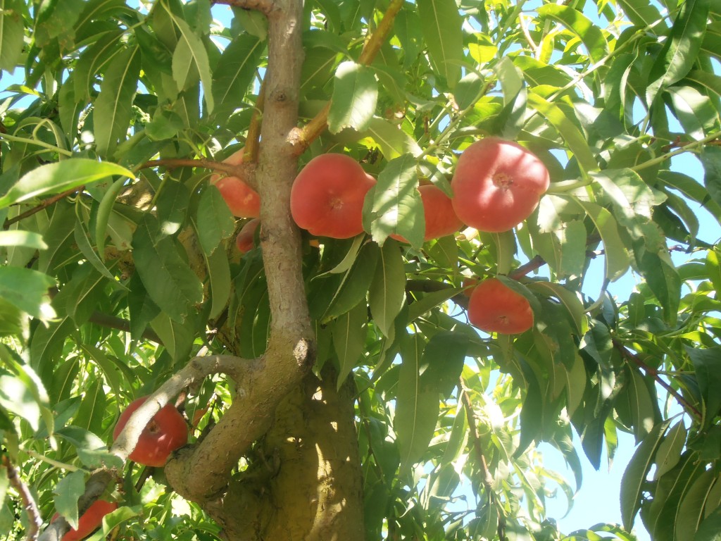 Les pêches plates aux Jardins de Gaïa