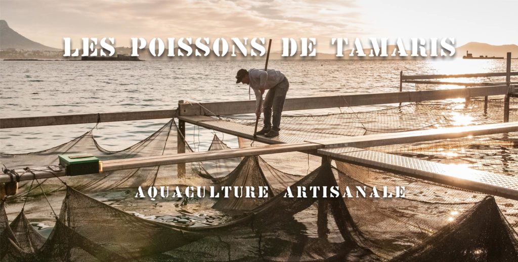 Les poissons de Tamaris