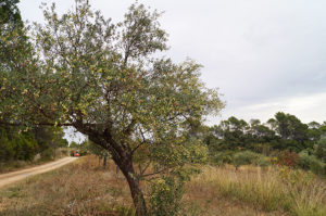 Ferme en biodynamie (83)