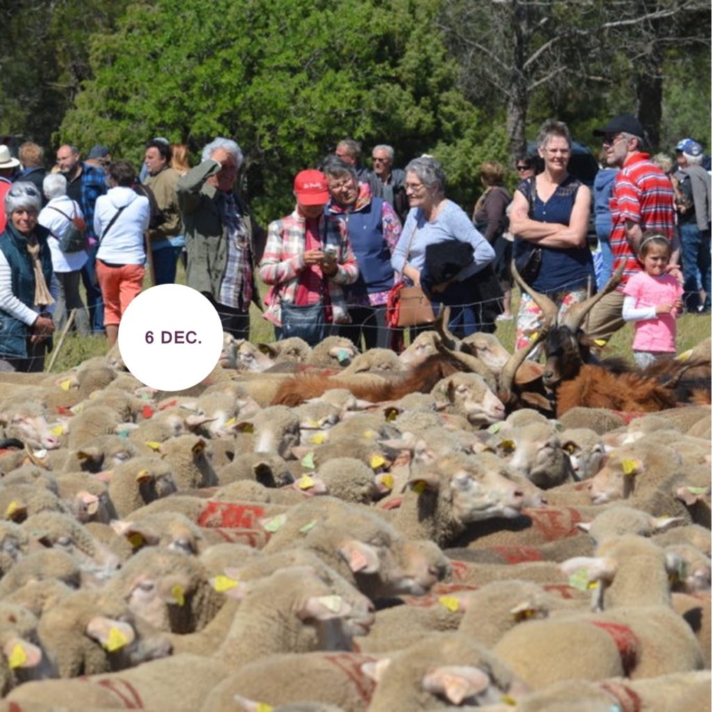 Trace la Route… de la transhumance Bleu Tomate le mag