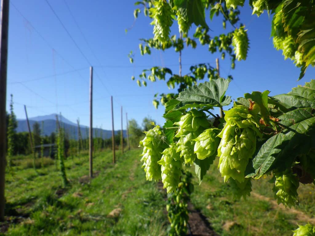 houblon bio paca