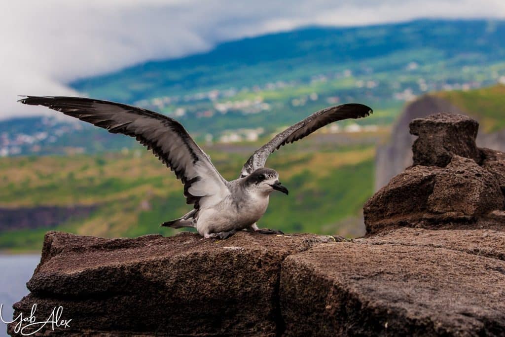 La SEOR, gardienne des oiseaux de La Réunion Bleu Tomate le mag