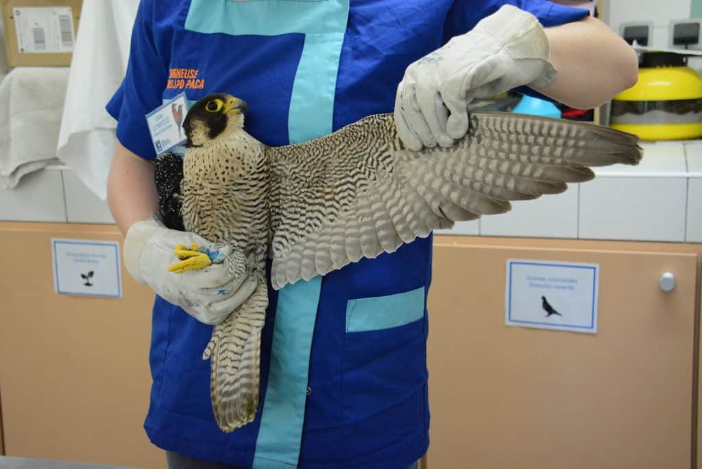 A Buoux, un havre de paix pour les animaux blessés Bleu Tomate le mag