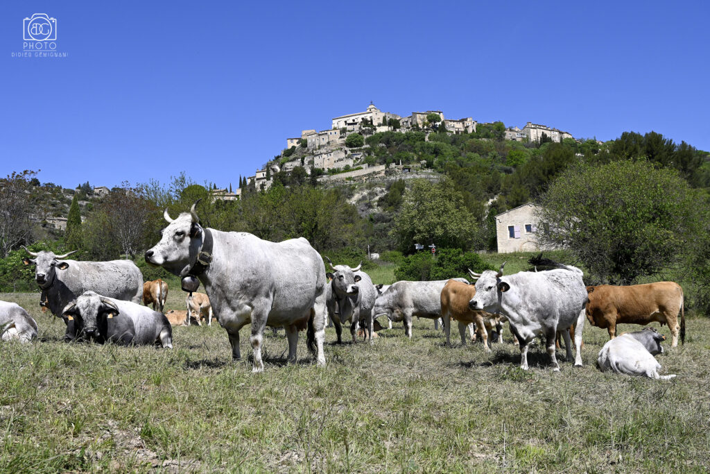 Les Vaches du Luberon au pied de Gordes, village perché