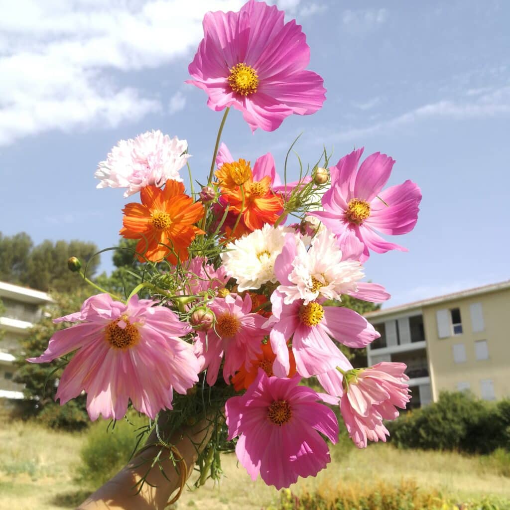 Un bouquet de la ferme urbaine horticole Fleurs de Marseille