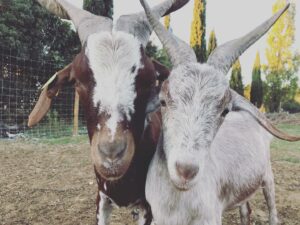 les chèvres du Rove, race pastorale, à la Fermette de la Croix de l'Estrine