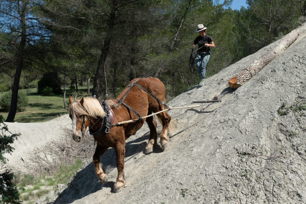 l'utilisation des chevaux pour nettoyer la forêt inaccessible