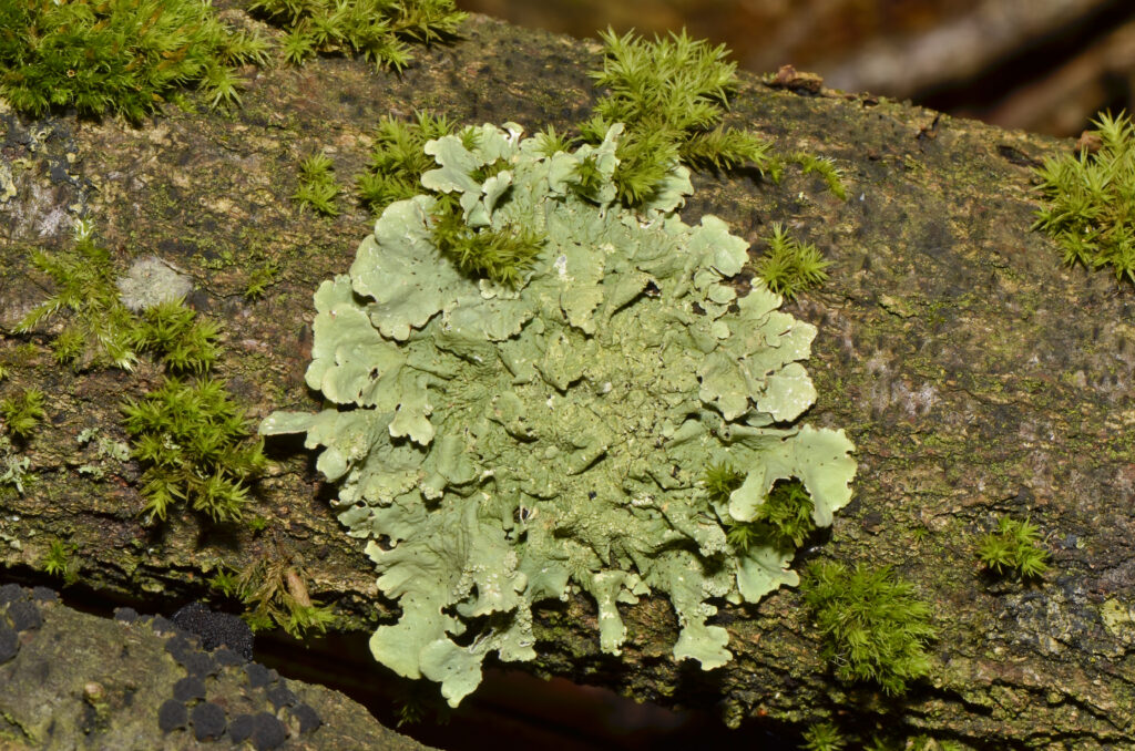 Lichen vert sur de l'écorce d'arbre.