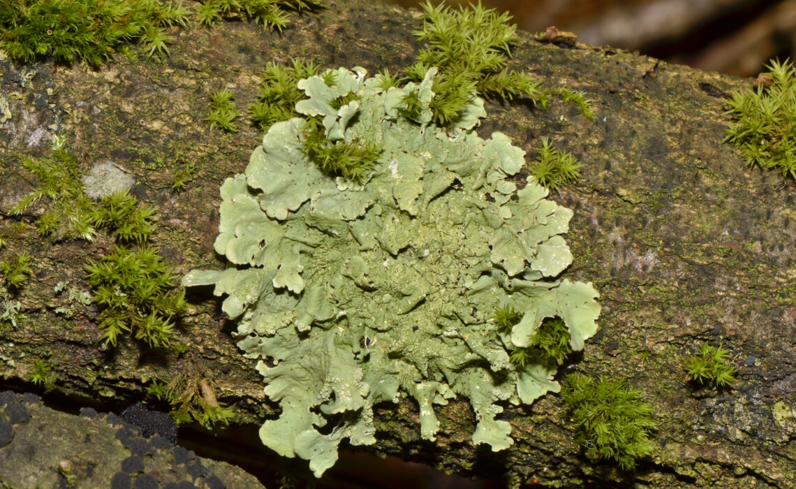 Lichen vert sur de l'écorce d'arbre.