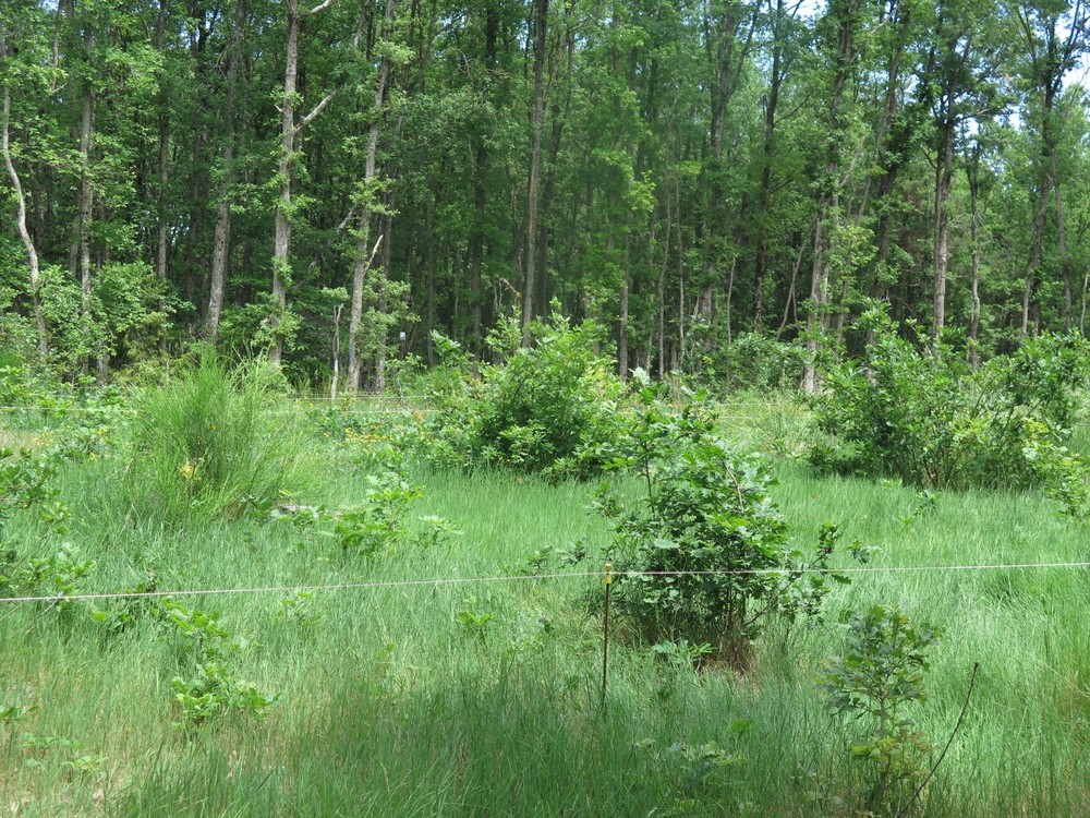 parcelle d'étude en forêt de la Jeannette