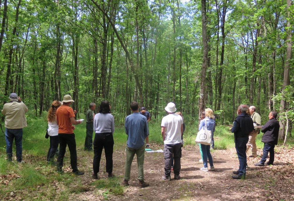 un groupe dans la forêt