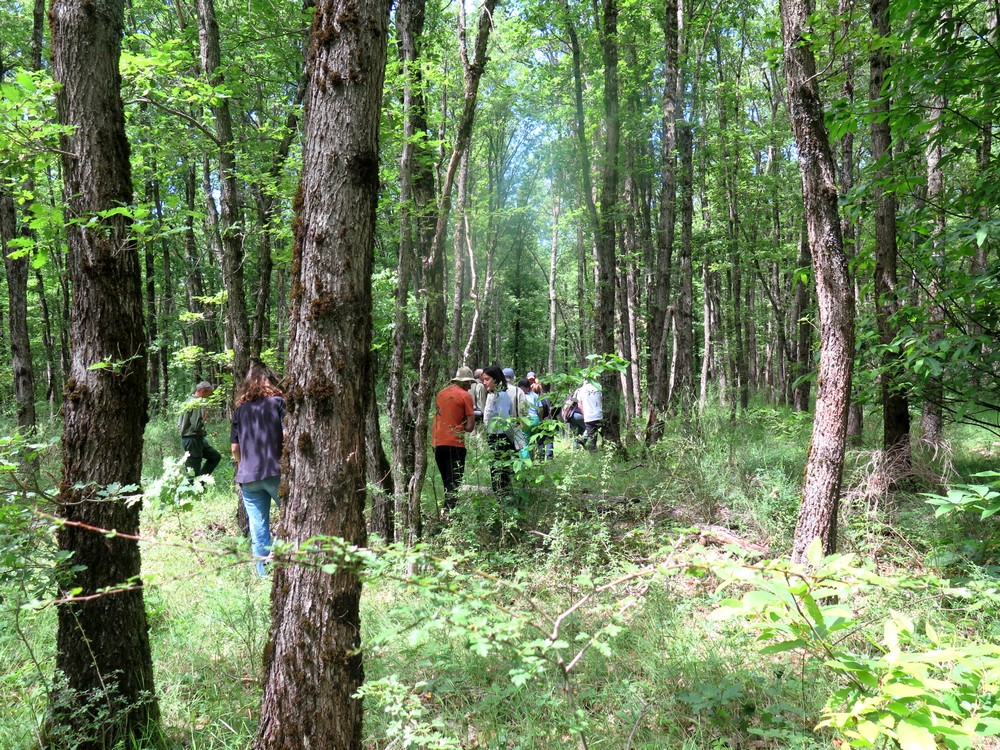 le groupe dans la forêt de la Tuilière à St Christol d'Albion (84)