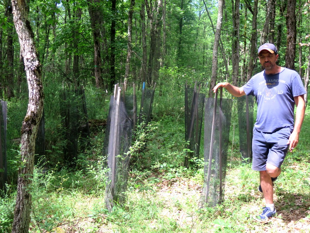 jeunes plantations dans la forêt