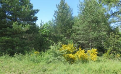 forêt près de St Christol d'Albion (84)