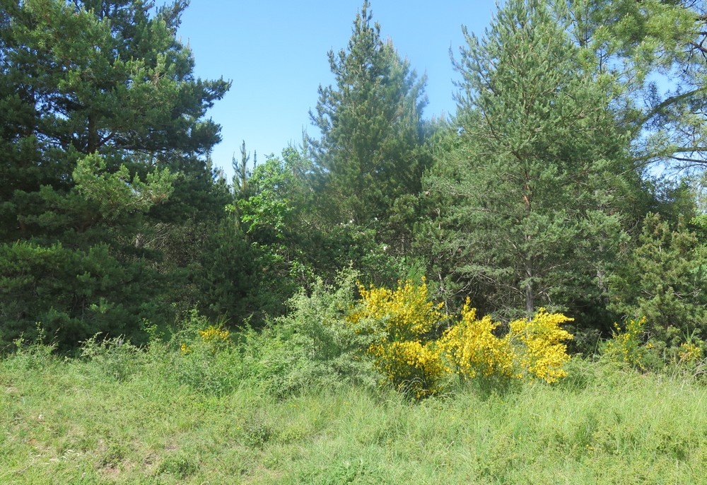 forêt près de St Christol d'Albion (84)