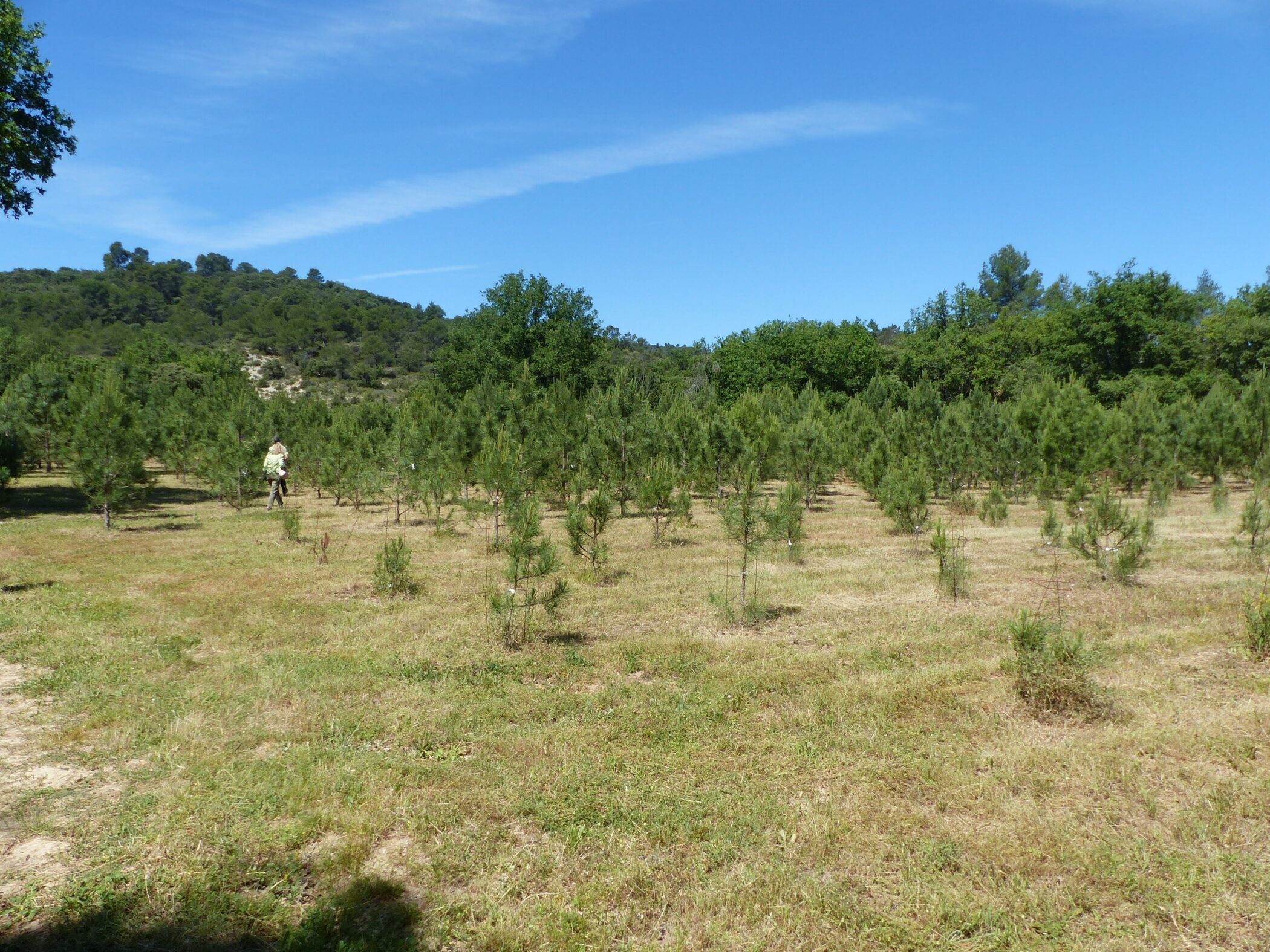 la plantation de pins de Salzmann