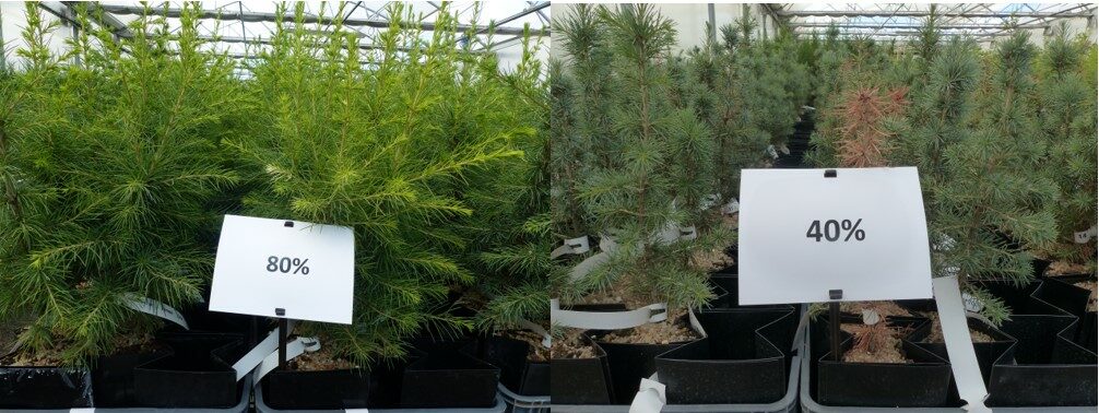 comparatif de plants en stress hydrique différencié