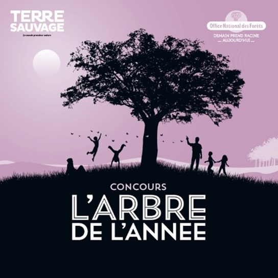 affiche concours Arbre de l'année 2024