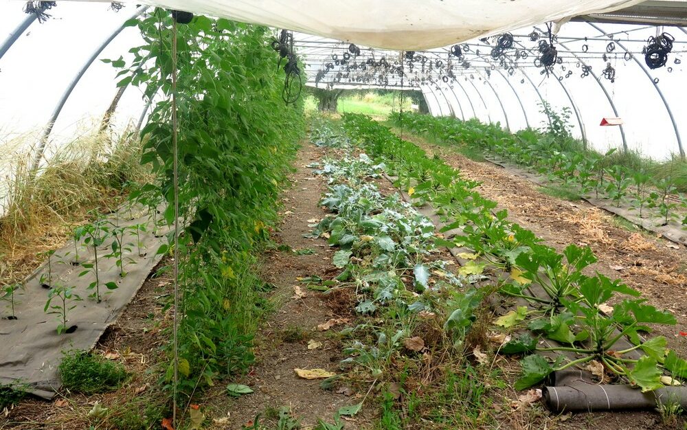 plantes différentes sous une même serre à Mouans Sartoux