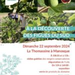 affiche journée découverte figues du Sud à la Thomassine