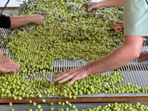 Dans le Luberon, les Artisans Oliverons se regroupent dans une démarche coopérative et durable.