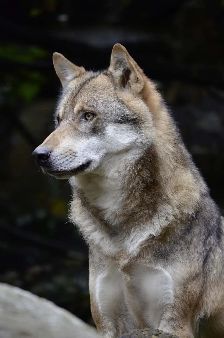 categorie faune - loup